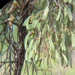 Muellerina eucalyptoides (Creeping Mistletoe) at Gateway Island, VIC - 23 Feb 2025 by Darcy