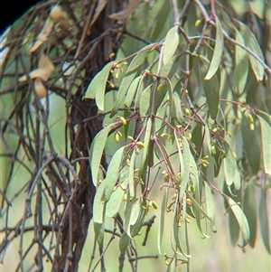 Muellerina eucalyptoides at Gateway Island, VIC - 23 Feb 2025 01:41 PM