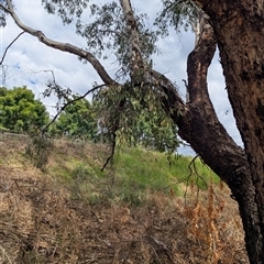 Muellerina eucalyptoides at Gateway Island, VIC - 23 Feb 2025 01:41 PM