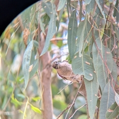 Philemon citreogularis (Little Friarbird) at Gateway Island, VIC - Yesterday by Darcy