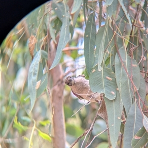 Philemon citreogularis (Little Friarbird) at Gateway Island, VIC - 23 Feb 2025 by Darcy