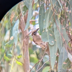 Philemon citreogularis at Gateway Island, VIC - 23 Feb 2025 01:43 PM
