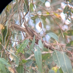 Philemon citreogularis at Gateway Island, VIC - 23 Feb 2025 01:43 PM
