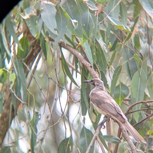 Philemon citreogularis at Gateway Island, VIC - 23 Feb 2025 01:43 PM