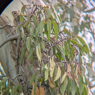 Muellerina eucalyptoides (Creeping Mistletoe) at Gateway Island, VIC - 23 Feb 2025 by Darcy