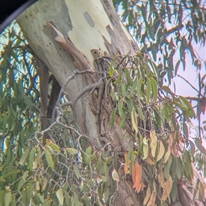 Muellerina eucalyptoides at Gateway Island, VIC - 23 Feb 2025 01:56 PM