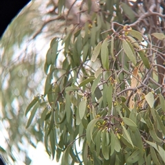 Muellerina eucalyptoides at Gateway Island, VIC - 23 Feb 2025 01:56 PM