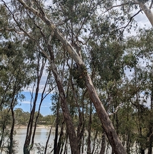 Muellerina eucalyptoides at Gateway Island, VIC - 23 Feb 2025 01:56 PM