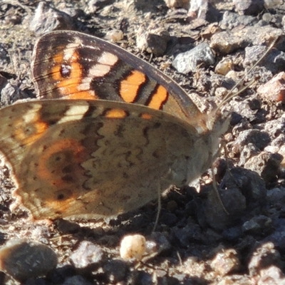 Junonia villida (Meadow Argus) at Tharwa, ACT - 19 Jan 2024 by MichaelBedingfield