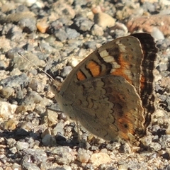 Junonia villida at Tharwa, ACT - 19 Jan 2024 05:32 PM