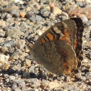 Junonia villida at Tharwa, ACT - 19 Jan 2024 05:32 PM