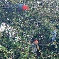 Callocephalon fimbriatum (Gang-gang Cockatoo) at Cooma, NSW - 23 Feb 2025 by mahargiani