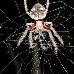 Unidentified Orb-weaving spider (several families) at Kenny, ACT - 17 Feb 2025 by sbittinger