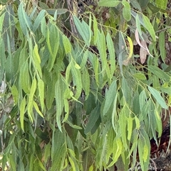 Eucalyptus crebra at Orangeville, NSW - Yesterday by belleandjason