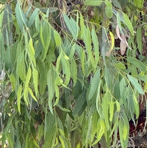 Eucalyptus crebra at Orangeville, NSW - 24 Feb 2025 by belleandjason