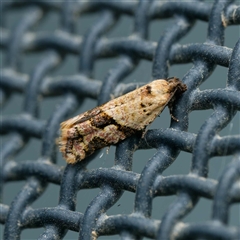 Clarana clarana (A Tortricid moth) at Harrison, ACT - 23 Feb 2025 by DPRees125