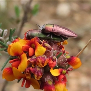 Melobasis propinqua at Kingsdale, NSW - 24 Oct 2024 10:25 AM