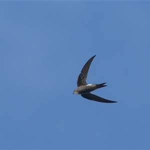 Apus pacificus (Pacific Swift) at Fyshwick, ACT - 24 Feb 2025 by rawshorty