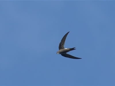 Apus pacificus (Pacific Swift) at Fyshwick, ACT - 24 Feb 2025 by rawshorty