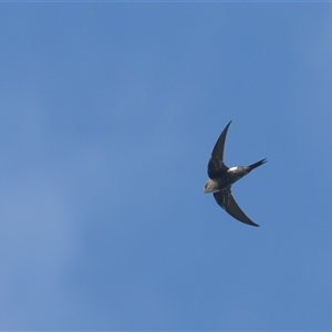 Apus pacificus at Fyshwick, ACT - Yesterday 09:10 AM