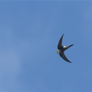 Apus pacificus at Fyshwick, ACT - 24 Feb 2025 09:10 AM