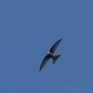 Apus pacificus (Pacific Swift) at Symonston, ACT - 24 Feb 2025 by rawshorty