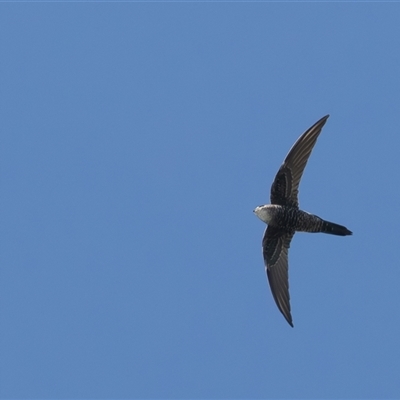 Apus pacificus (Pacific Swift) at Symonston, ACT - 24 Feb 2025 by rawshorty