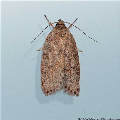 Oligoloba severa (Wingia group) at Harrison, ACT by DPRees125