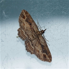 Xanthorhoe anaspila (Dark-patch Carpet) at Harrison, ACT by DPRees125