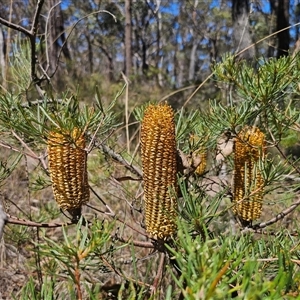 Banksia spinulosa at Majors Creek, NSW - 24 Feb 2025 01:04 PM