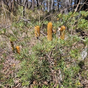 Banksia spinulosa at Majors Creek, NSW - 24 Feb 2025 01:04 PM