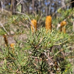 Banksia spinulosa at Majors Creek, NSW - 24 Feb 2025 01:04 PM