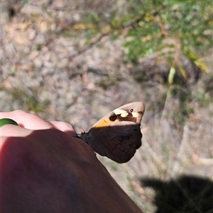 Heteronympha merope (Common Brown Butterfly) at Majors Creek, NSW - 24 Feb 2025 by Csteele4