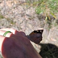 Heteronympha merope at Majors Creek, NSW - 24 Feb 2025 01:01 PM