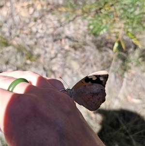 Heteronympha merope at Majors Creek, NSW - 24 Feb 2025 01:01 PM