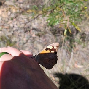 Heteronympha merope at Majors Creek, NSW - 24 Feb 2025 01:01 PM