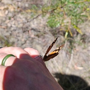 Heteronympha merope at Majors Creek, NSW - 24 Feb 2025 01:01 PM