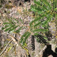 Acacia terminalis (Sunshine Wattle) at Majors Creek, NSW - 24 Feb 2025 by Csteele4