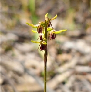 Corunastylis oligantha (Mongarlowe Midge Orchid) by Csteele4