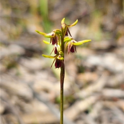 Corunastylis oligantha (Mongarlowe Midge Orchid) at Majors Creek, NSW - 24 Feb 2025 by Csteele4