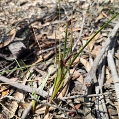 Patersonia glabrata (Native Iris) at Majors Creek, NSW - 24 Feb 2025 by Csteele4