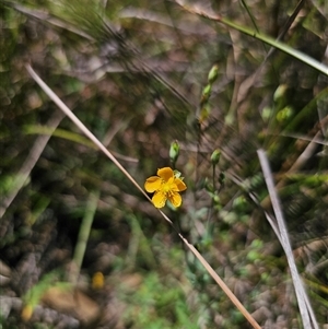 Hypericum gramineum (Small St Johns Wort) at Majors Creek, NSW - 24 Feb 2025 by Csteele4