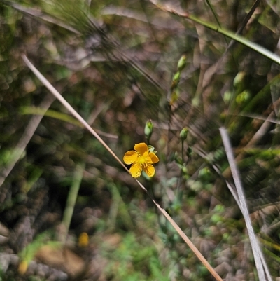 Hypericum gramineum (Small St Johns Wort) at Majors Creek, NSW - 24 Feb 2025 by Csteele4