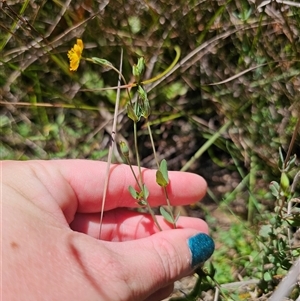 Hypericum gramineum at Majors Creek, NSW - 24 Feb 2025 12:55 PM