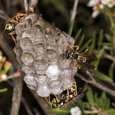 Polistes (Polistes) chinensis (Asian paper wasp) at Dunlop, ACT - 19 Feb 2025 by kasiaaus