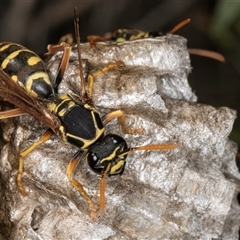 Polistes (Polistes) chinensis at Dunlop, ACT - 19 Feb 2025 10:11 AM