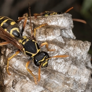 Polistes (Polistes) chinensis at Dunlop, ACT - 19 Feb 2025 10:11 AM