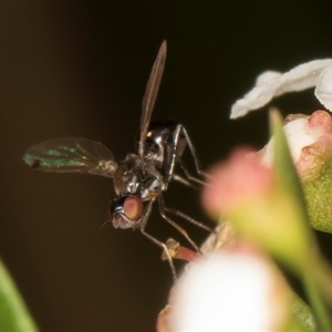 Unidentified True fly (Diptera) at Dunlop, ACT - 19 Feb 2025 by kasiaaus