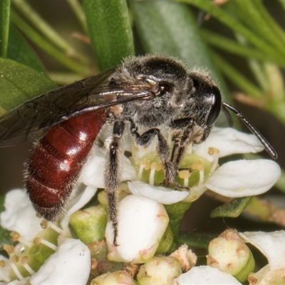 Lasioglossum (Parasphecodes) sp. (genus & subgenus) (Halictid bee) at Dunlop, ACT - 19 Feb 2025 by kasiaaus