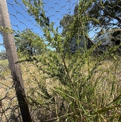 Kunzea ambigua at Orangeville, NSW - suppressed